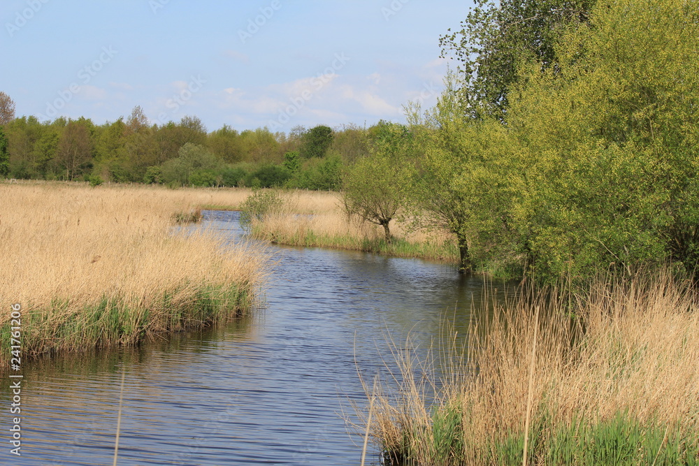 a meandering waterway with reed beds and willows at the edges in nature in springtime