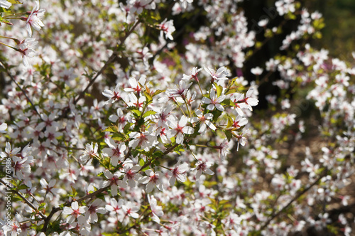Prunus tomentosa or downy cherry red and white spring flowers