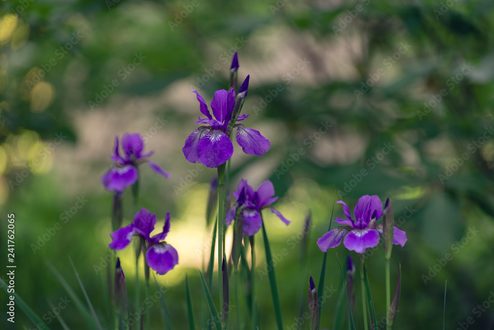 Siberian iris in the Spring
