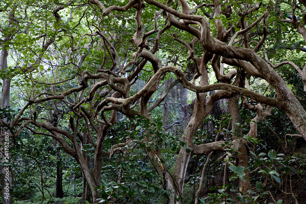 WAIPIO VALLEY, HAWAII. WAIPIO VALLEY, HAWAII.