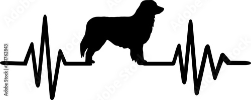 Australian Shepherd heartbeat