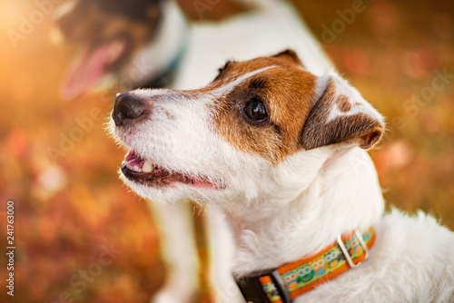 Jack Russel Terrier / Parson Russel Terrier © Gergo Csorba