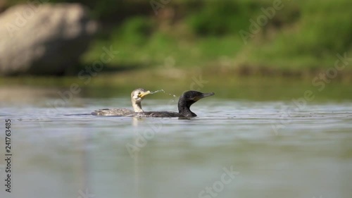 Cormorants Swimming and Diving for Fish