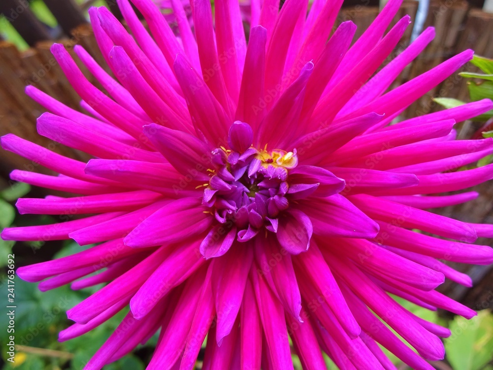 Dahlie