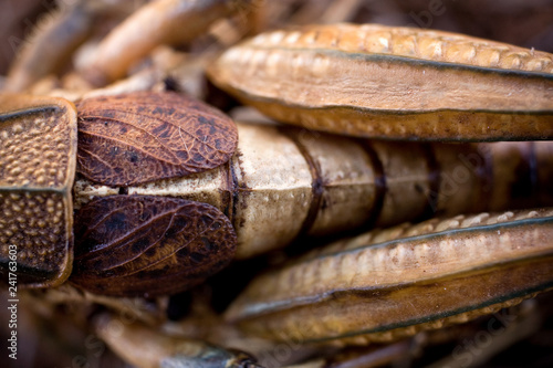 Detail of dried grasslands grasshopper