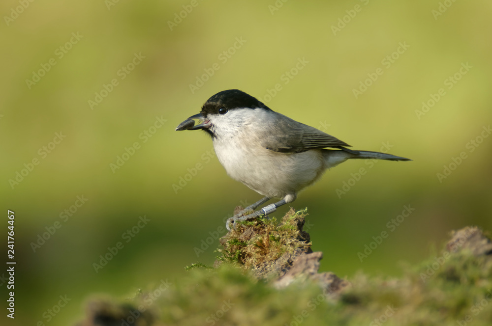 The marsh tit (Poecile palustris) is a passerine bird in the tit family Paridae and genus Poecile The marsh tit (Poecile palustris) is a passerine bird in the tit family Paridae and genus Poecile