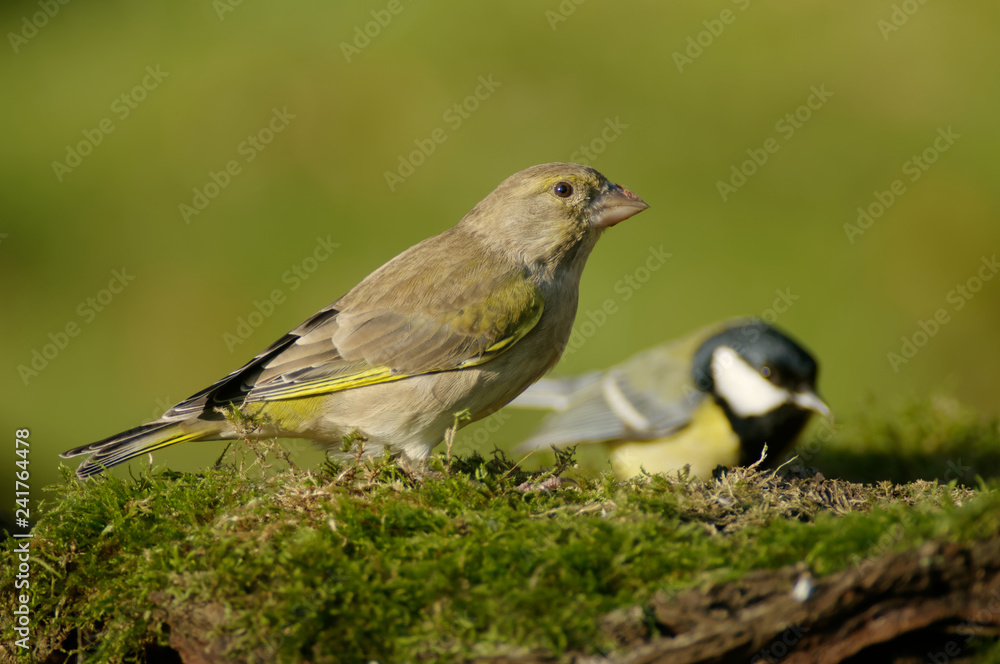 The greenfinch (Carduelis chloris) is a well-known bird as it often visits gardens and drives other birds away from feeders. Invasive bird