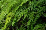 green grass background of dill