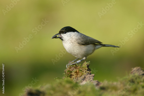 The marsh tit (Poecile palustris) is a passerine bird in the tit family Paridae and genus Poecile
