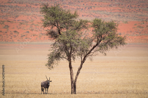 Oryx Tree