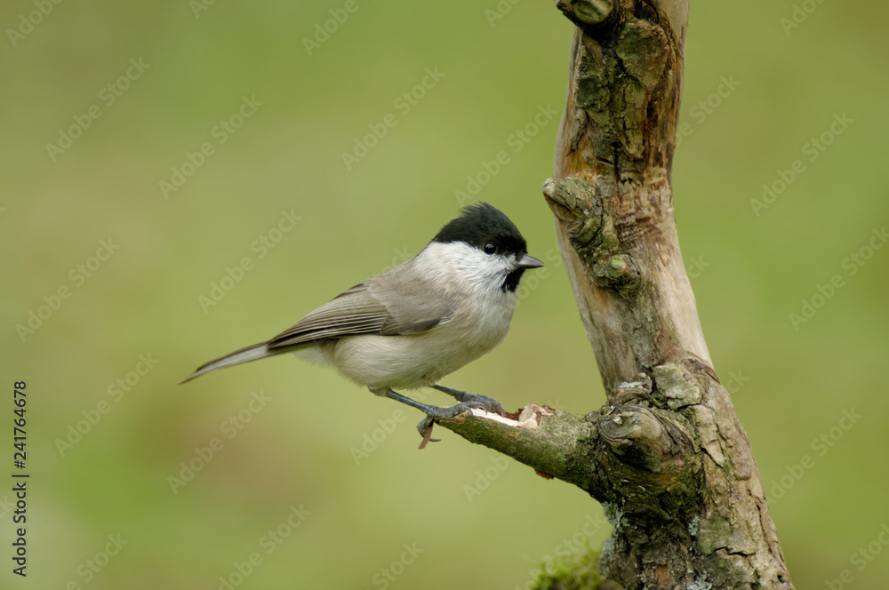 The marsh tit (Poecile palustris) is a passerine bird in the tit family Paridae and genus Poecile The marsh tit (Poecile palustris) is a passerine bird in the tit family Paridae and genus Poecile