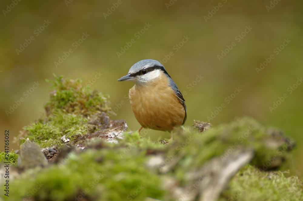 The Eurasian nuthatch (Sitta europaea) is a small passerine bird found throughout temperate Asia and in Europe The Eurasian nuthatch (Sitta europaea) is a small passerine bird found throughout temperate Asia and in Europe