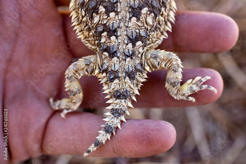 Detail of a horned lizard on the Tejon Ranch. photo