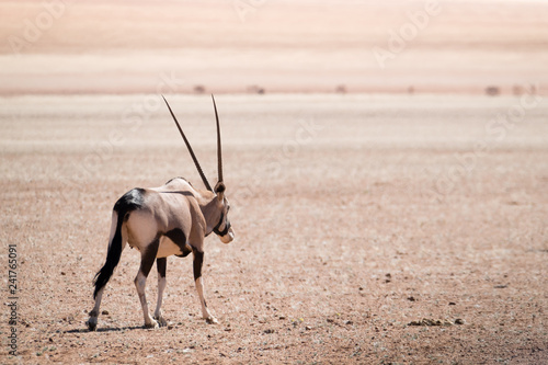 Oryx Desert Line