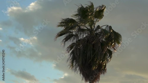 Palm Tree Blows in the Wind at Sunset with a Cloudy Sky