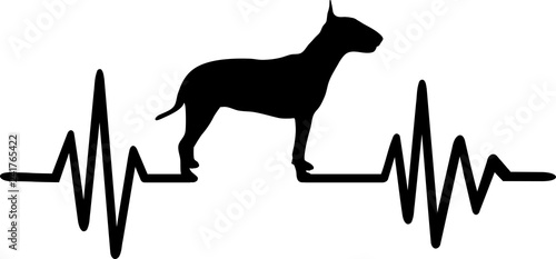 Bull terrier frequency