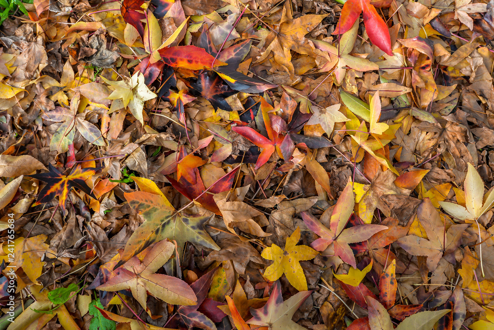 Colorful trees in autumn - Tui