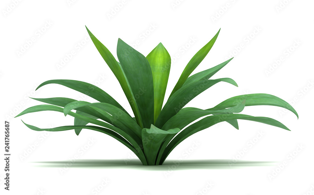 Single Agave Plant Single Agave Plant