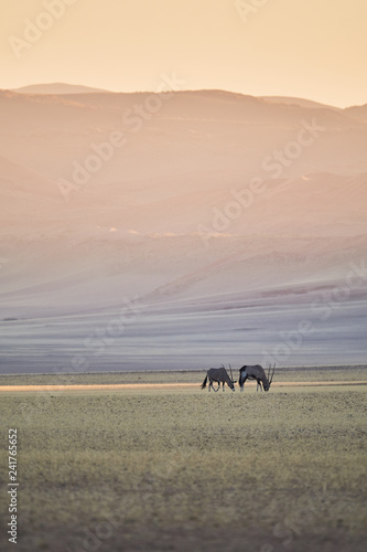 Oryx Desert Line © Matthias