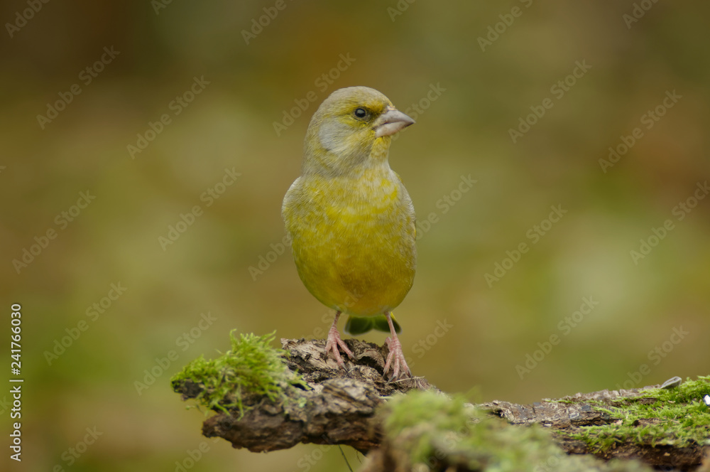 The greenfinch (Carduelis chloris) is a well-known bird as it often visits gardens and drives other birds away from feeders. Invasive bird The greenfinch (Carduelis chloris) is a well-known bird as it often visits gardens and drives other birds away from feeders. Invasive bird