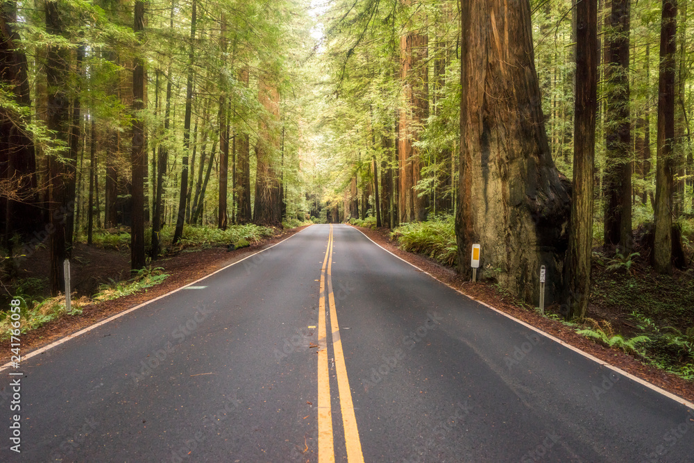 Humboldt Redwoods State Park in Northern California. Humboldt Redwoods State Park in Northern California.