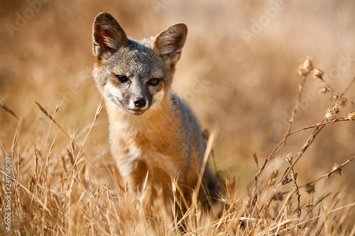 Channel Islands Fox, California.