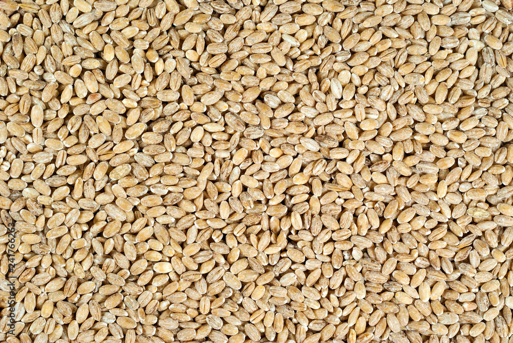 background, texture - pearl barley groats background, texture - pearl barley groats
