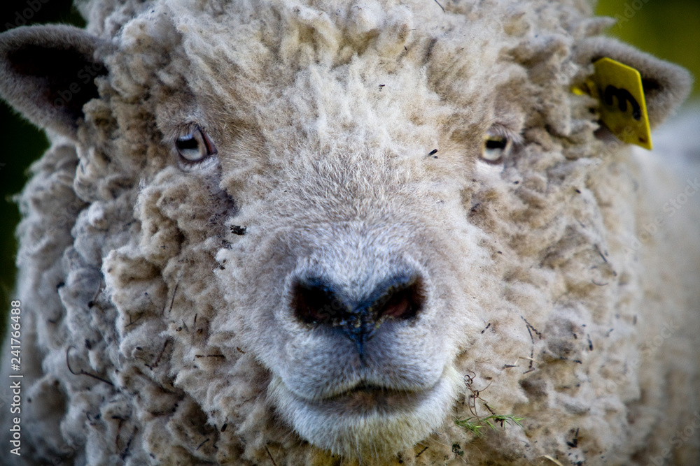 A sheep in California.