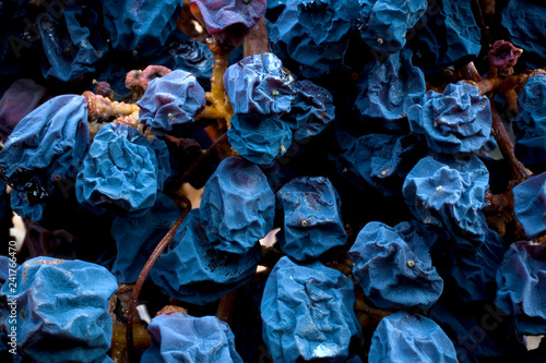 ARROYO GRANDE, CALIFORNIA: Wine grapes that have begun to wilt.