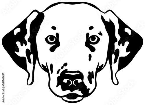 Dalmatian head