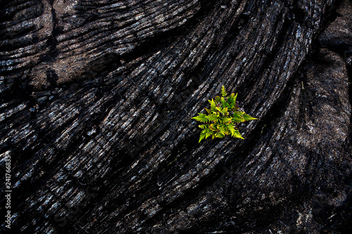 VOLCANOES NATIONAL PARK, HAWAII: A fern stands in stark contrast to the hardened pa'hoehoe lava. photo