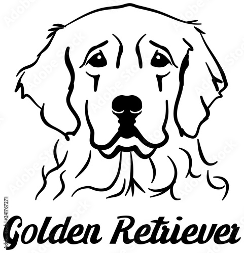 Golden Retriever head