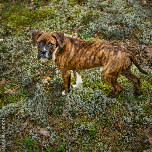 Dog walking on the forest