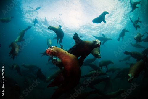 Channel Islands National Park, California: California Sea Lions swimming underwater off Anacapa Island.