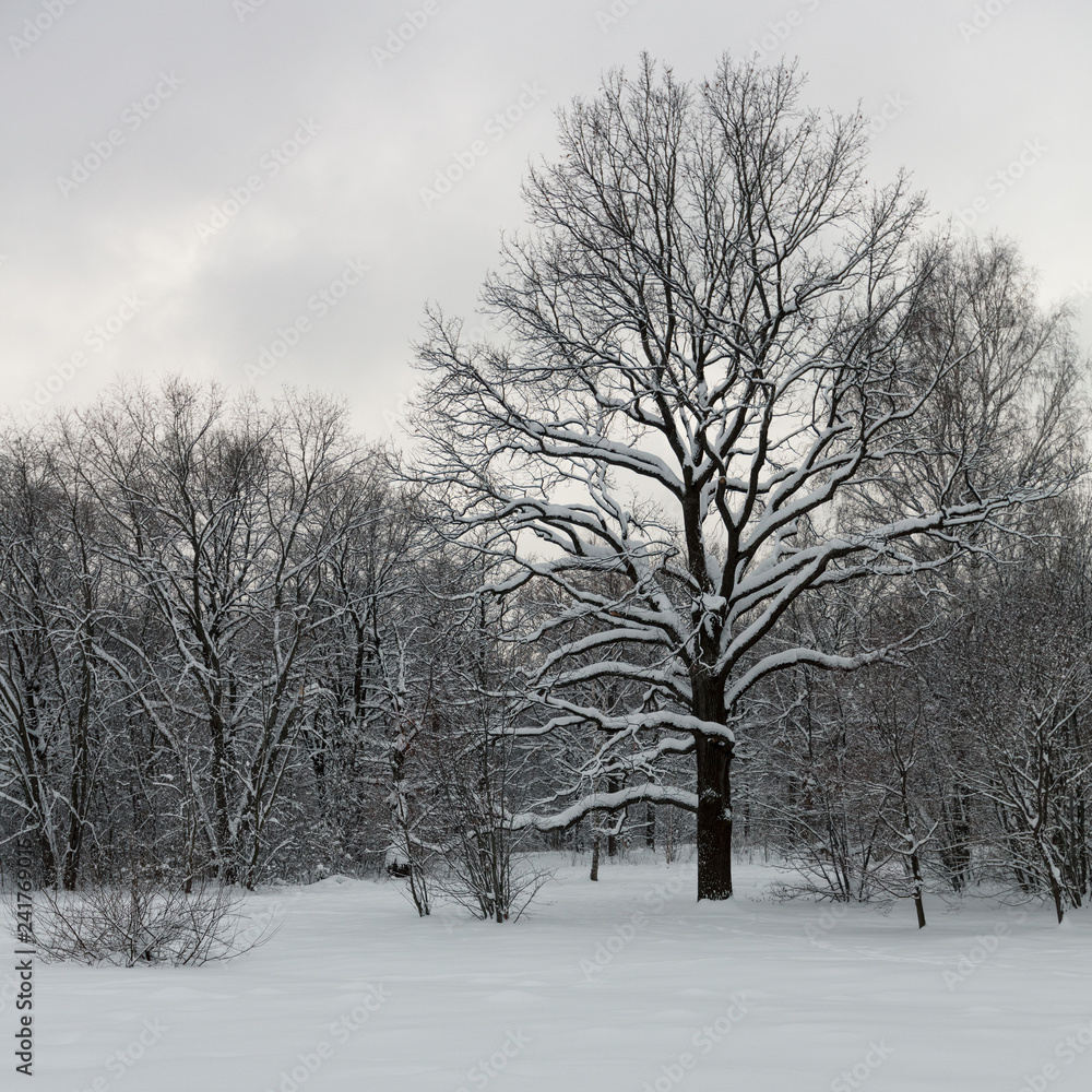 Fototapeta premium Winter forest. Oaks under the snow. Evening.