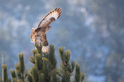 Kızıl şahin » Long-legged Buzzard » Buteo rufinus photo