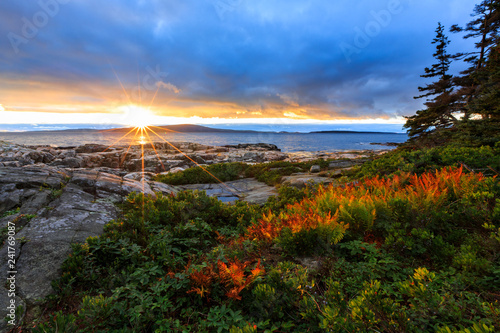 Acadia National Park Ocean Sunset With Red Ferns