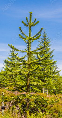 Monley puzzle tree ar Benmore Botanical Gardens  Argyl and Bute  Scotland  UK