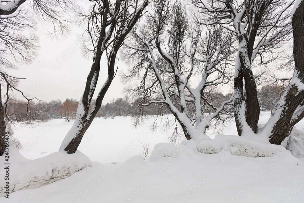 Obraz premium Winter forest. Botanical Garden. Evening.