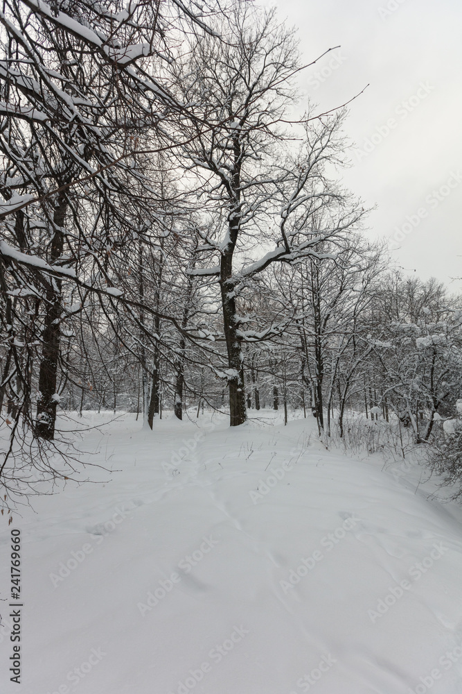 Obraz premium Winter forest. Botanical Garden. Evening.