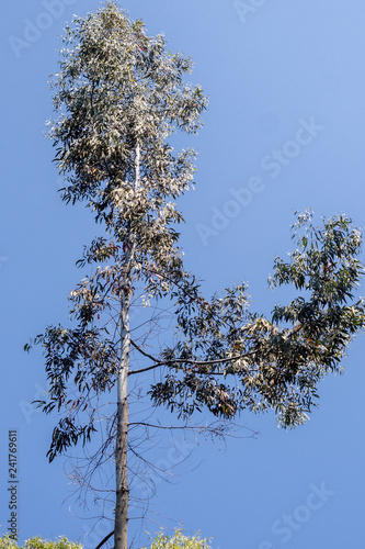 Eucalyptus trees at Kilum Forrest, Argyl and bute, scotland photo