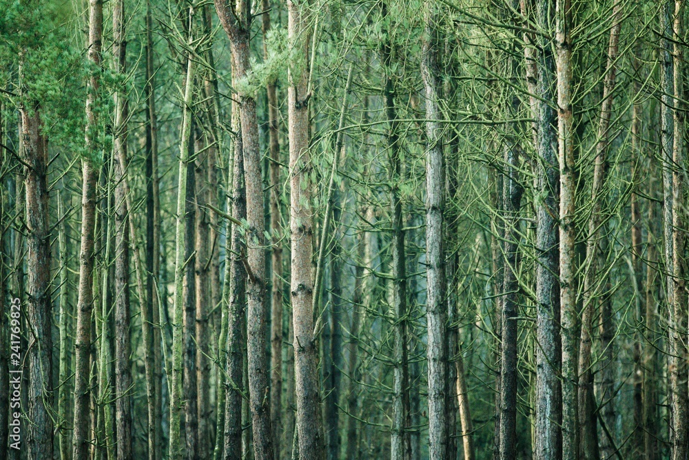 Obraz premium Tree trunks in a forest 