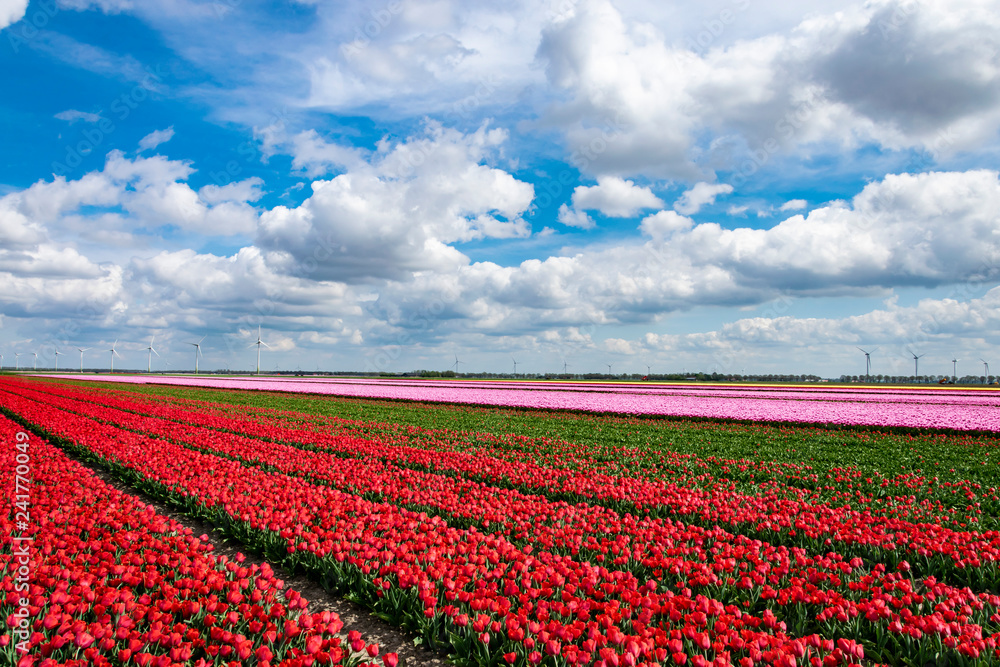 Tulip fields in Holland.  Landscape with plantation of red and pink tulips. 
Dutch flower fields. Spring in Netherlands, province Flevoland.