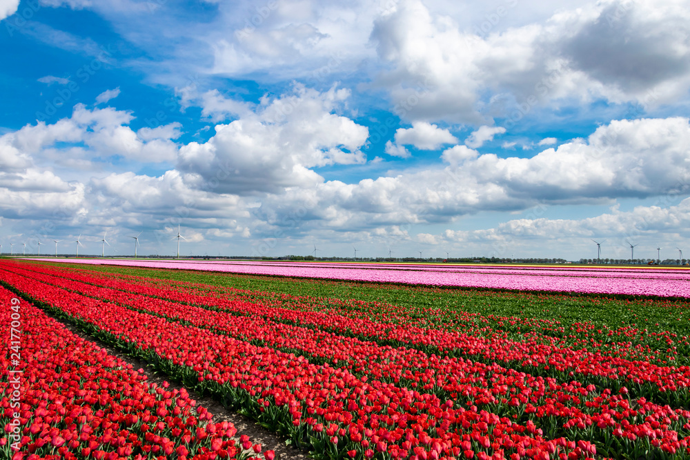 Tulip fields in Holland. Landscape with plantation of red and pink tulips.
Dutch flower fields. Spring in Netherlands, province Flevoland. Tulip fields in Holland. Landscape with plantation of red and pink tulips.
Dutch flower fields. Spring in Netherlands, province Flevoland.