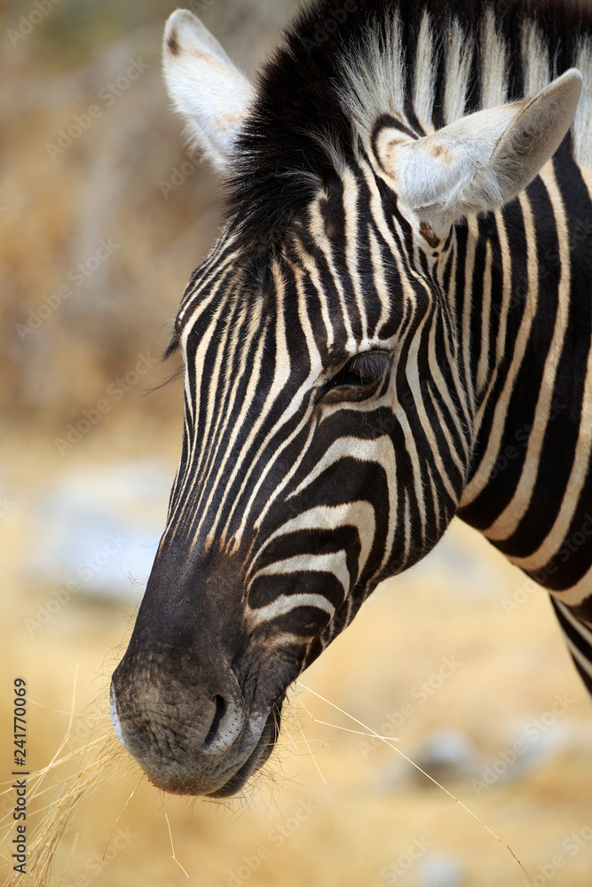 Naklejka premium Zebra