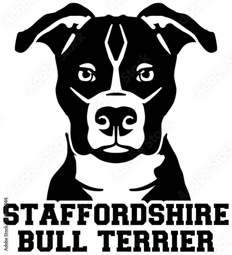 Staffordshire Bull Terrier head black and white