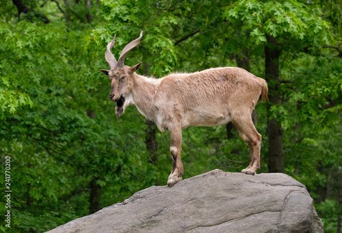 Twisted horn mountain goat standing on a rock in profile