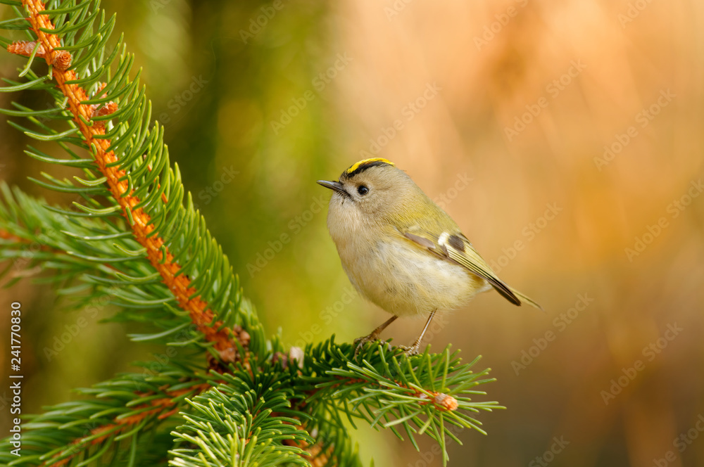 The goldcrest (Regulus regulus) is a very small passerine bird in the kinglet family. Its colourful golden crest feathers gives rise to its English and scientific name