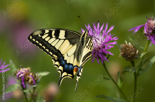Machaon butterfly on the Common Knapweed flower © Vitaly Ilyasov