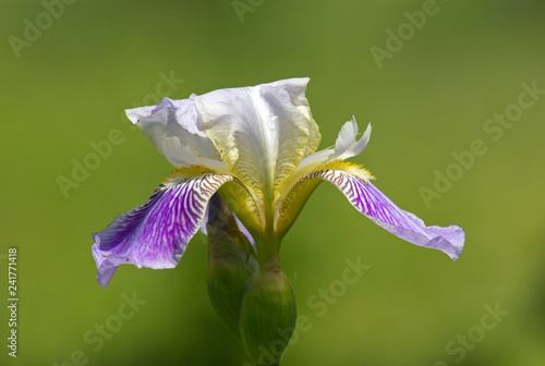 Fototapeta Naklejka Na Ścianę i Meble -  Iris flower